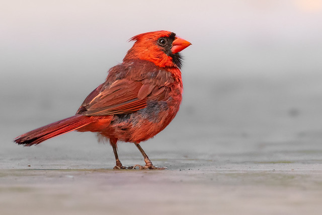 Huntley Meadows Cardinal 8-16-22