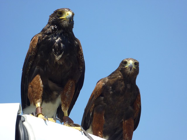 A pair of Harris's Hawks, Trafalgar Square, London