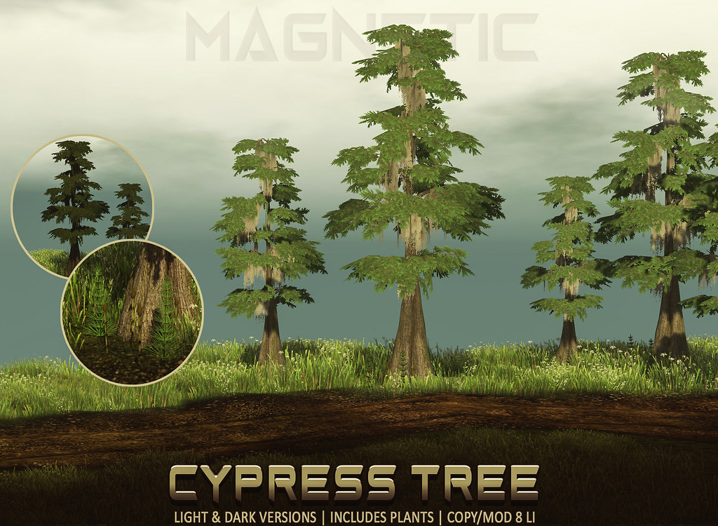 Magnetic – Cypress Tree