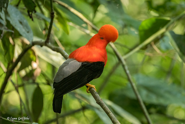 Andean Cock-of-the-Rock 720_6515.jpg