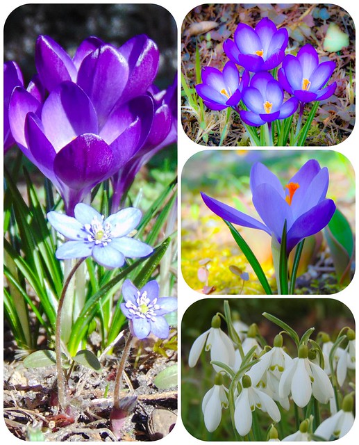 Flowers of early spring in Świdnica. Part 5.