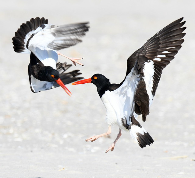 Oystercatchers Conflicting