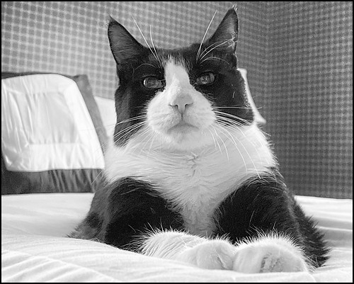 purrfectly tuxedoed Happy Caturday :-)