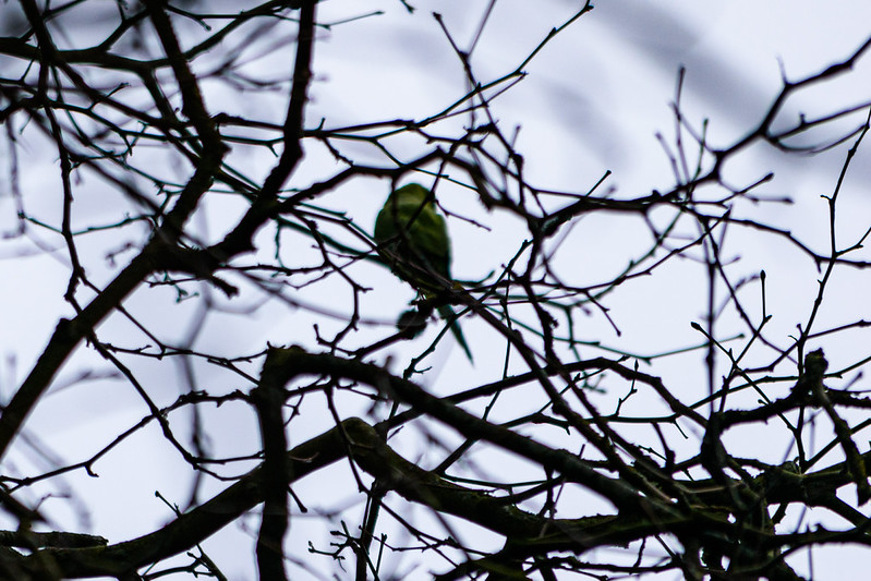 High in tree, ring-necked parakeet