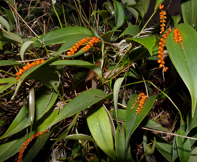 Pleurothallis truncata species orchid 2-23