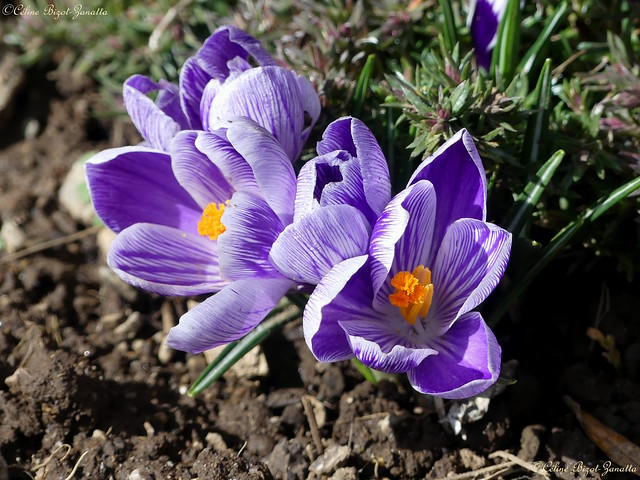 Les prémisses d'un printemps - Cantal - Auvergne - France - Europe