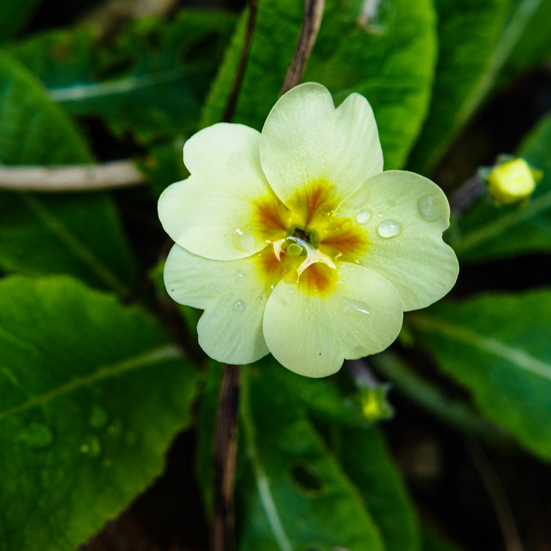 Primrose with a puddle