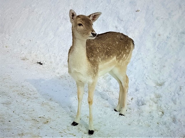 Jeune daim/ young fallow deer
