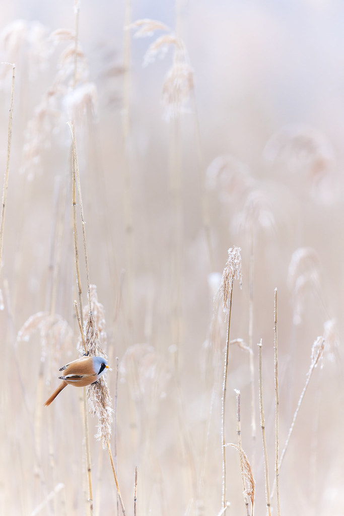 Panurus biarmicus | Bearded Reedling | skäggmes