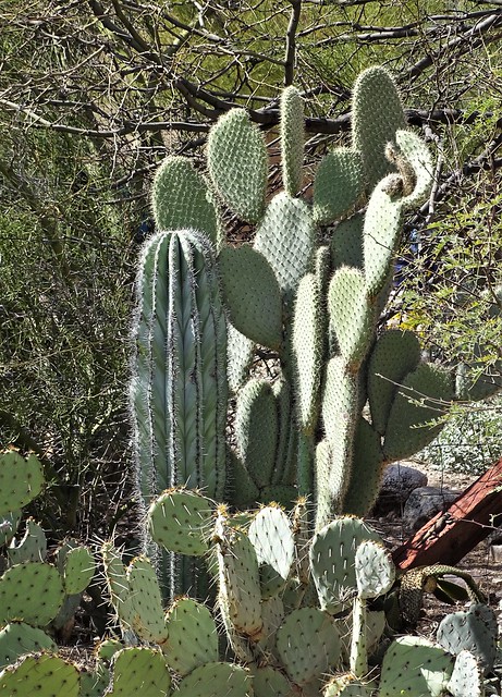 20230317 Cardón & Aaron's Beard Prickly Pear cacti