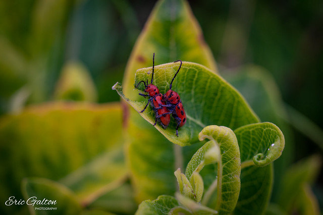 Red milkweed beetle affair