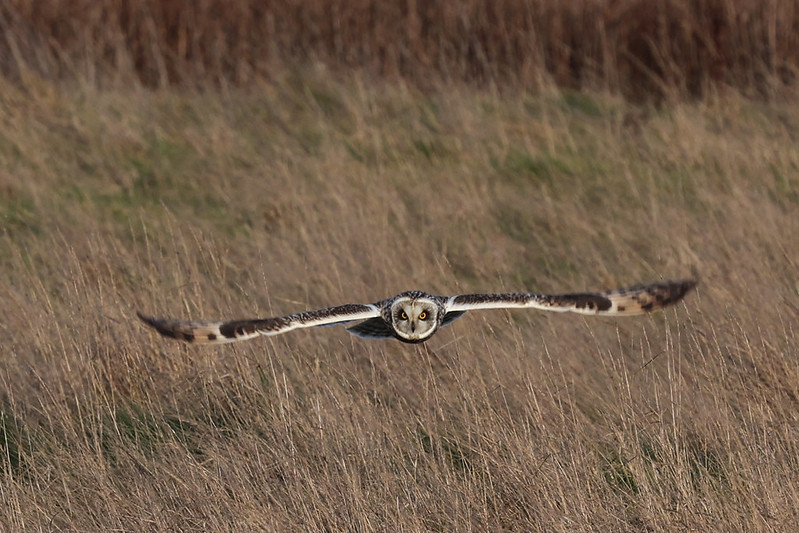Short Eared Owl, coming in low!