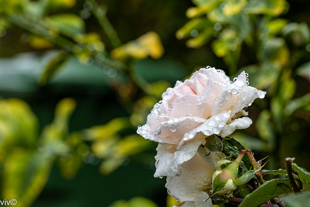 On a wet summer afternoon, a heavily rain drenched beautiful multipetal Kordes Fairy Tale Magic Rose bloom unravelling at our garden. The heavy rain decapitated the bud on the side