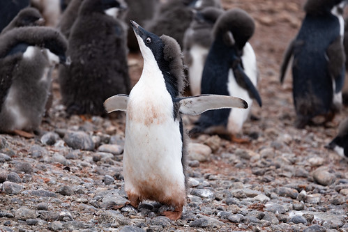 Penguin Chicks are metal as all hell