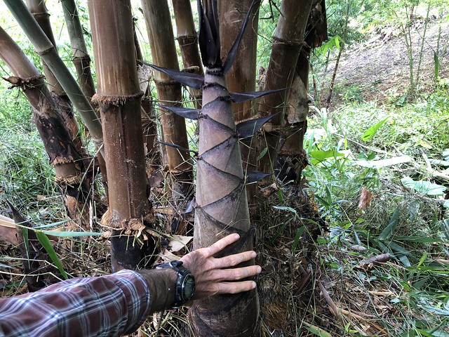 Giant Bamboo Baby