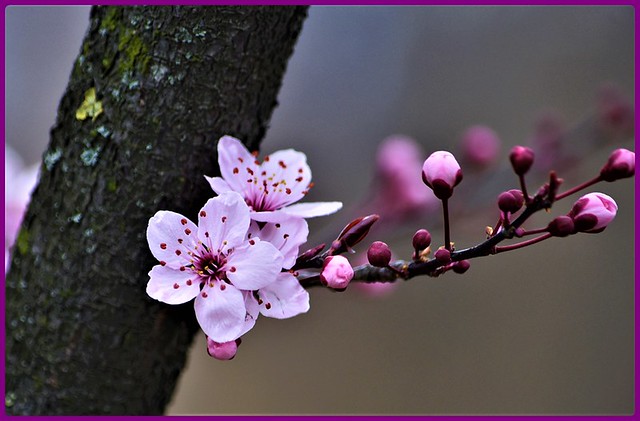 March 20, 2023 -  Spring equinox: Bokeh - Spring flowers