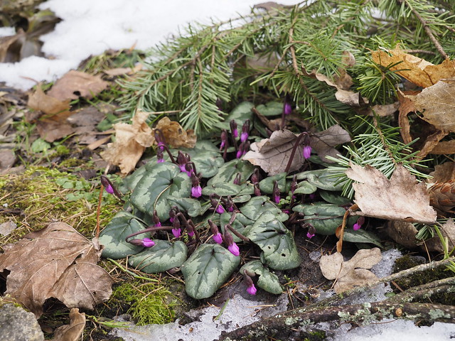 Cyclamen coum, Tallinn Botanic Garden