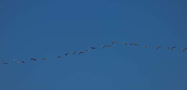 20 snow geese flying south , coming my way