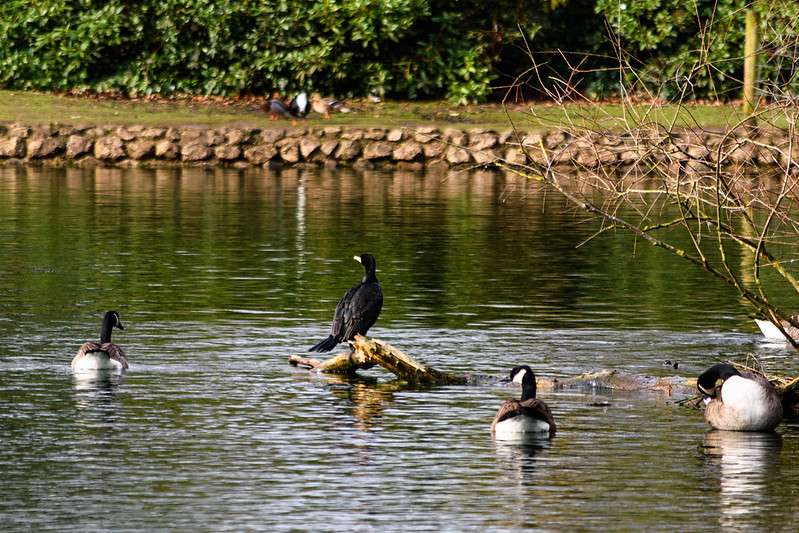 West Park young cormorant: catching a fish