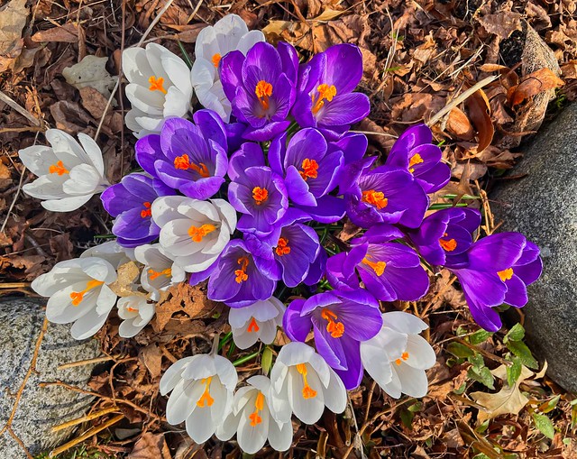 2023 - Vancouver - Crocuses on East 10th