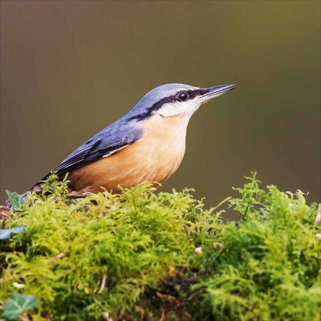 Nuthatch catching some sun as it stands on moss