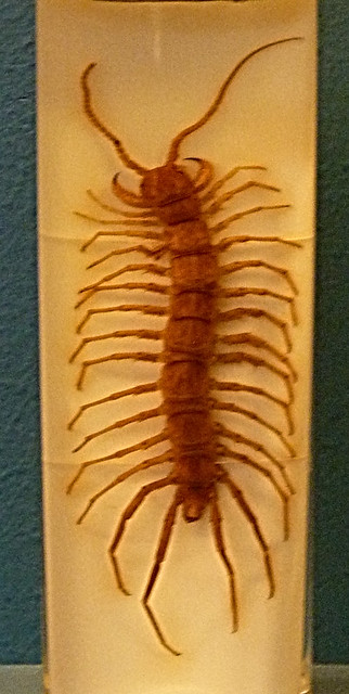 Eupolybothrus grossipes (15-9-21 Naturhistorisches Museum Wien)
