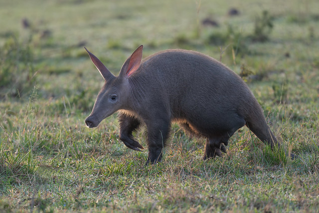 Aardvark caught out on the Mara at daybreak