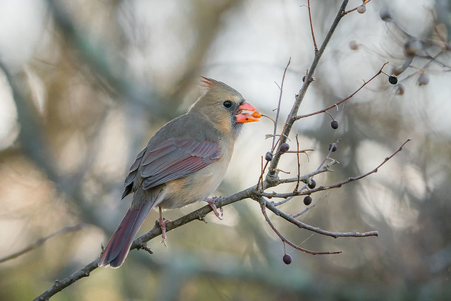 Ripe (Northern Cardinal)