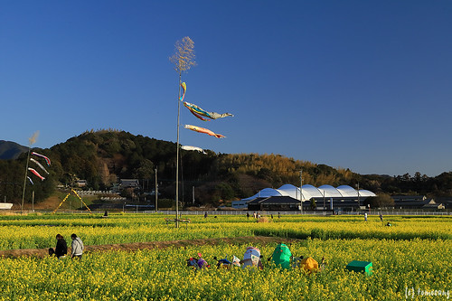Canola flower Field at Mushirouchi