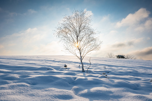 Snowy Tree Sunrise by greenoid, Die Weseler Heide bei Sonnenaufgang im Winter. Ich bin überhaupt kein Frühaufsteher, aber die Wetter