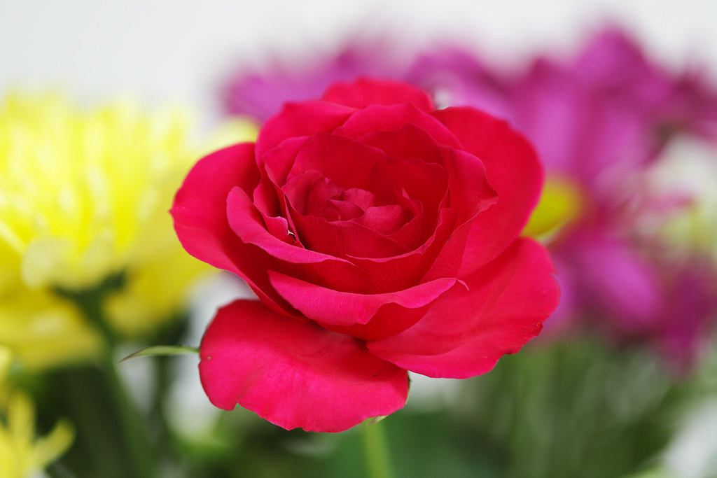 One red rose in a bouquet