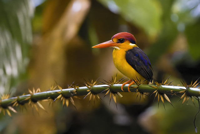 Oriental Dwarf Kingfisher / Martim-pigmeu-oriental