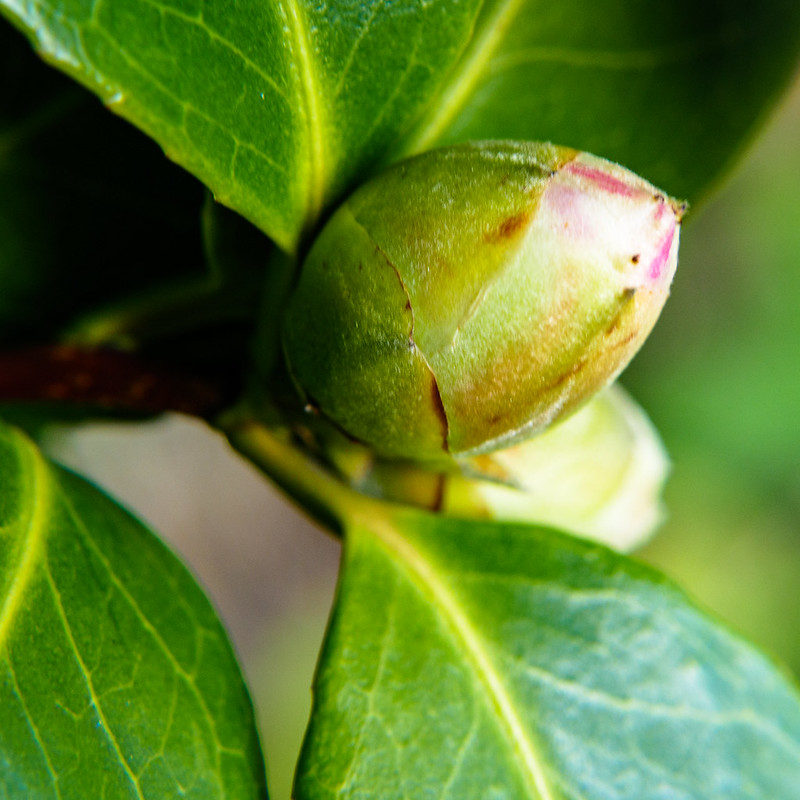 Pink and green: camelia flower buds