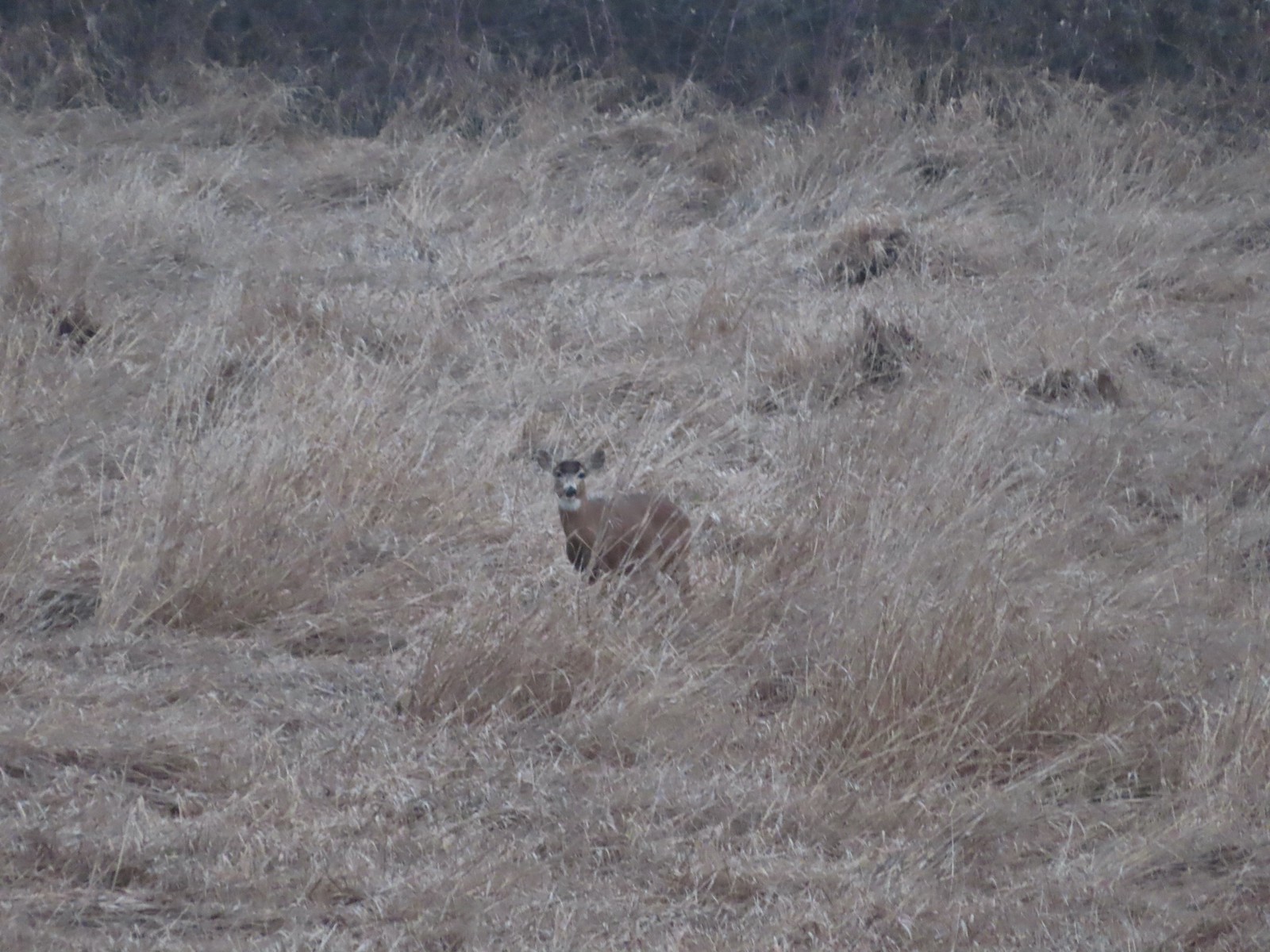 Deer at Minto-Brown Island Park