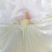 White Iris & Raindrops, 4.12.18