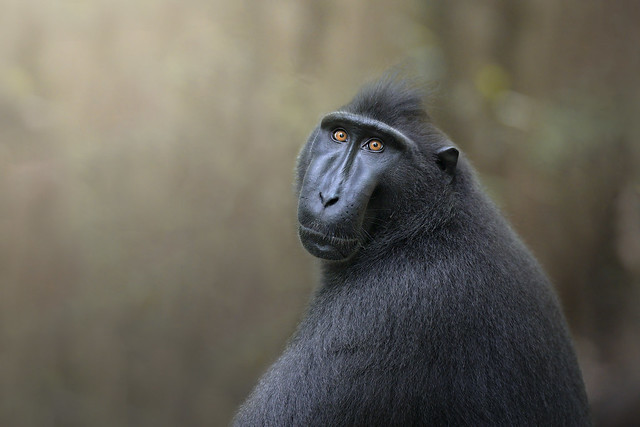 SULAWESI CRESTED MACAQUE