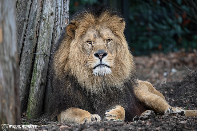 African lion - Dierenpark Amersfoort
