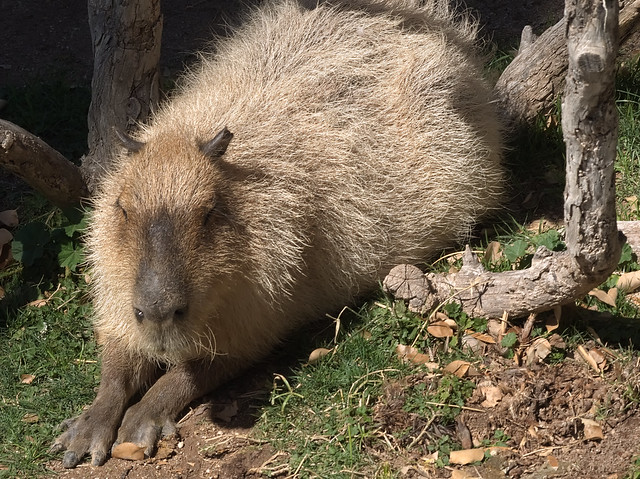 Capybara at the Reid Park Zoo, February 2023