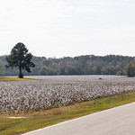 Cotton Fields, Martin County, North Carolina, United States Near no. 2810 Kader Lilley Road.

The fall of 2022 I did my 3rd major cycling tour. I began my adventure in Montreal, Canada and finished in Savannah, GA. This tour took me through the oldest parts of Quebec and the 13 original US states. During this adventure I cycled 7,126 km over the course of 2.5 months and took more than 68,000 photos. As with my previous tours, a major focus was to photograph historic architecture. 

Now on &lt;a href=&quot;https://www.instagram.com/billyd.wilson/&quot; rel=&quot;noreferrer nofollow&quot;&gt;Instagram&lt;/a&gt;.

Become a patron to my photography on &lt;a href=&quot;https://www.patreon.com/billywilson&quot; rel=&quot;noreferrer nofollow&quot;&gt;Patreon&lt;/a&gt; or &lt;a href=&quot;https://www.paypal.com/cgi-bin/webscr?cmd=_s-xclick&amp;amp;hosted_button_id=E74U8G8TZKYDJ&quot; rel=&quot;noreferrer nofollow&quot;&gt;donate&lt;/a&gt;.