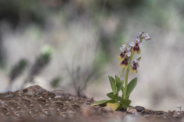 Ophrys tenthredinifera micropaisajes con orquídeas