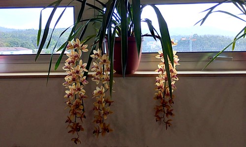 Workshop de Orquídeas - Dendrobim no seu jardim