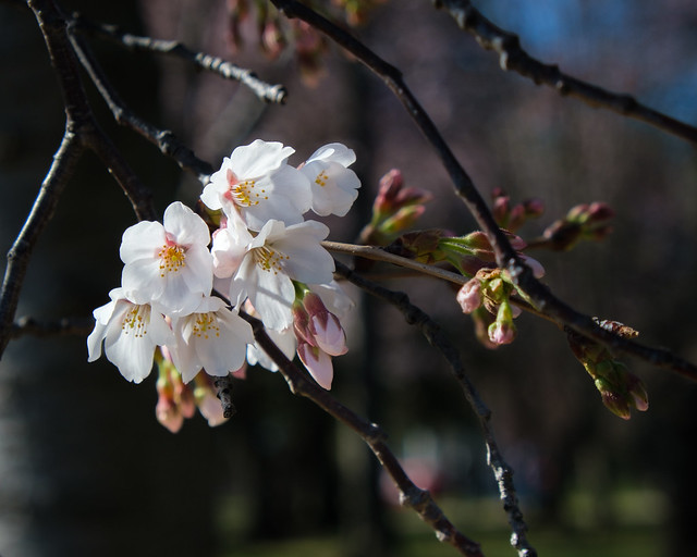 Cherry Blossom & Buds