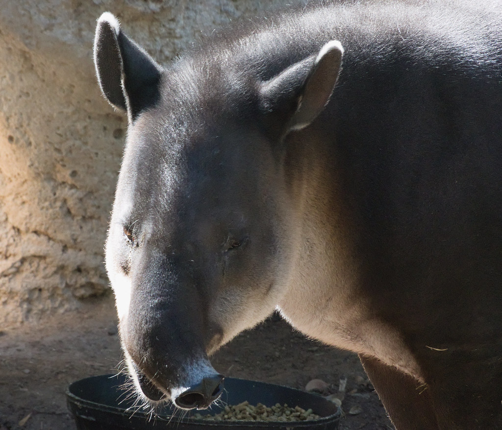 Baird's tapir at the Reid Park Zoo, February 2023