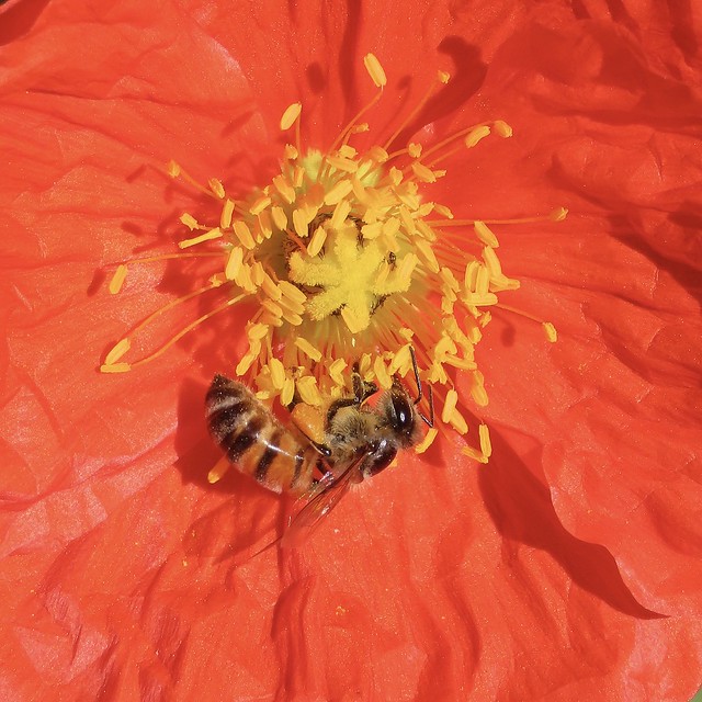 Happy Honeybee In Icelandic Poppy