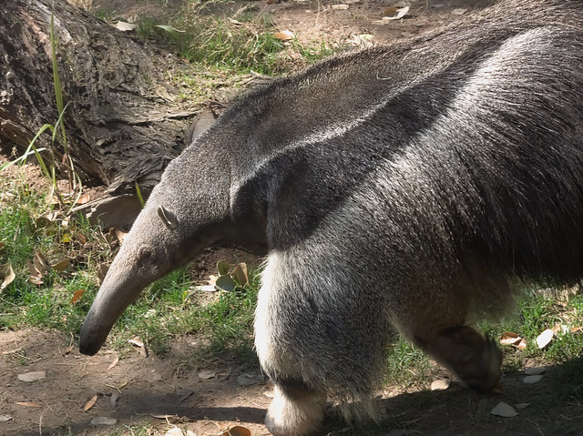 Giant anteater at Reid Park Zoo, February 2023
