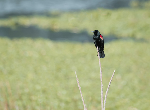Redwing Blackbird in marsh
