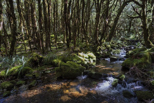 New Zealand Rainforest