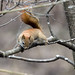 Flickr photo 'Enter the Red Squirrel at Ashland Nature Center' by: Phil's 1stPix.