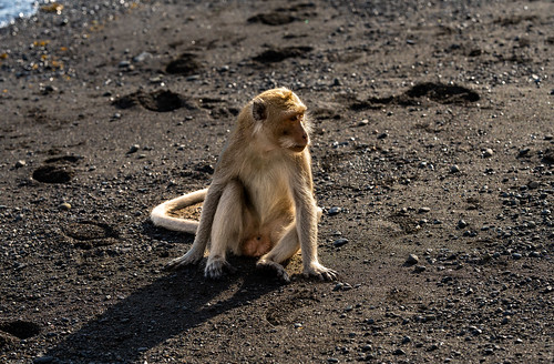 Pemuteran Bali Beach Monkey