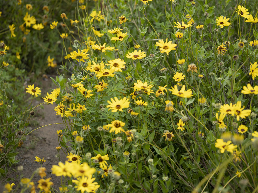 California Sunflower/ California Brittlebush  (Encelia californica, Asteraceae)